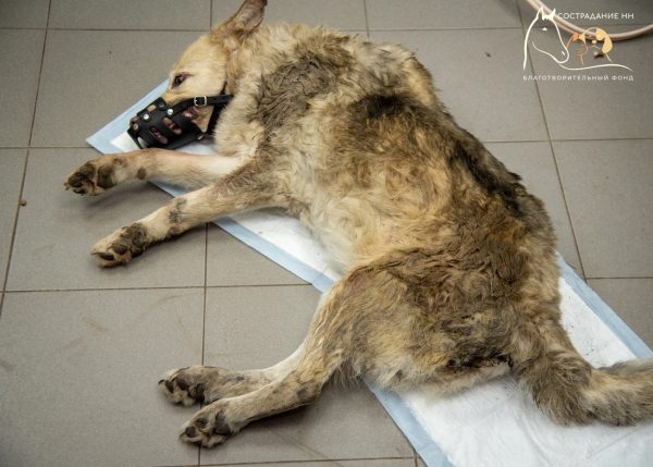 Нижегородцы спасли раненную собаку, которая умирала под заброшенным домом