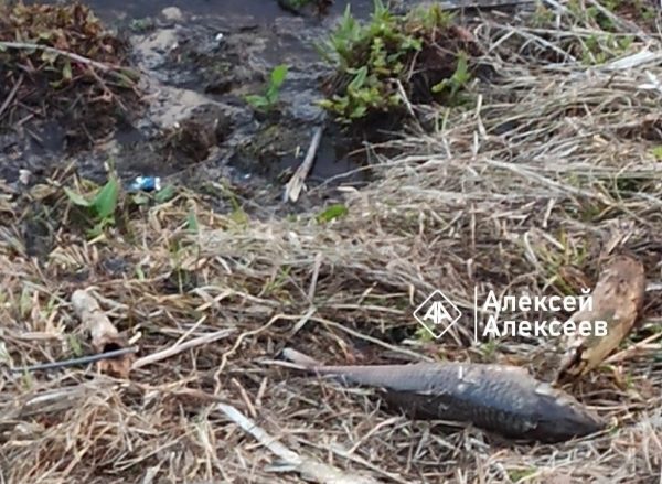Инспекторы Рыбнадзора не нашли мертвую рыбу на Святом озере в Дзержинске