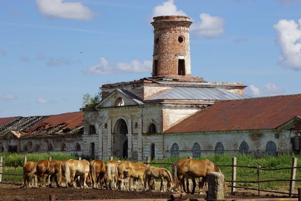 На Починковском конезаводе под угрозой оказалась уникальная порода лошадей