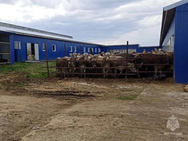 20 коров спасли при пожаре на ферме в Нижегородской области