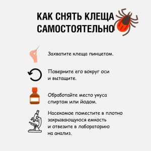 Нижегородские врачи рассказали, как правильно снять с себя&nbsp;клеща