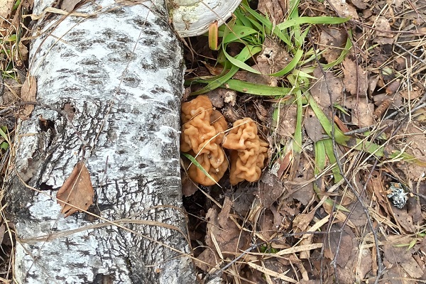 Первые грибы появились в нижегородских лесах