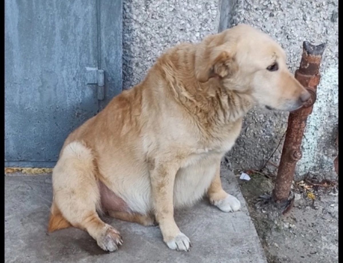 Нижегородцы спасают бездомную собаку с раздувшимся из-за асцита животом
