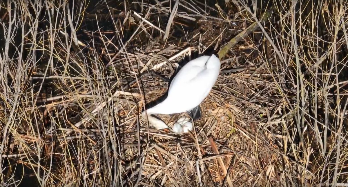 Лебеди ждут птенцов в Артемовских лугах