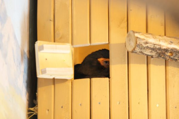 Рогатые вороны, марабу, журавли и аисты ждут птенцов в зоопарке «Лимпопо»