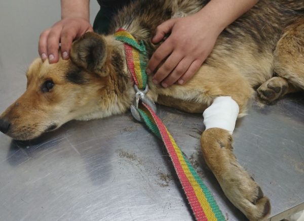 Нижегородские волонтеры спасли собаку, провалившуюся в колодец