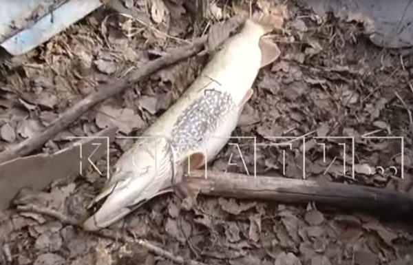 В Воротынском районе массово погибла рыба