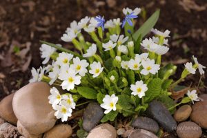 Нижегородцам может грозить уголовная ответственность за сбор редких растений