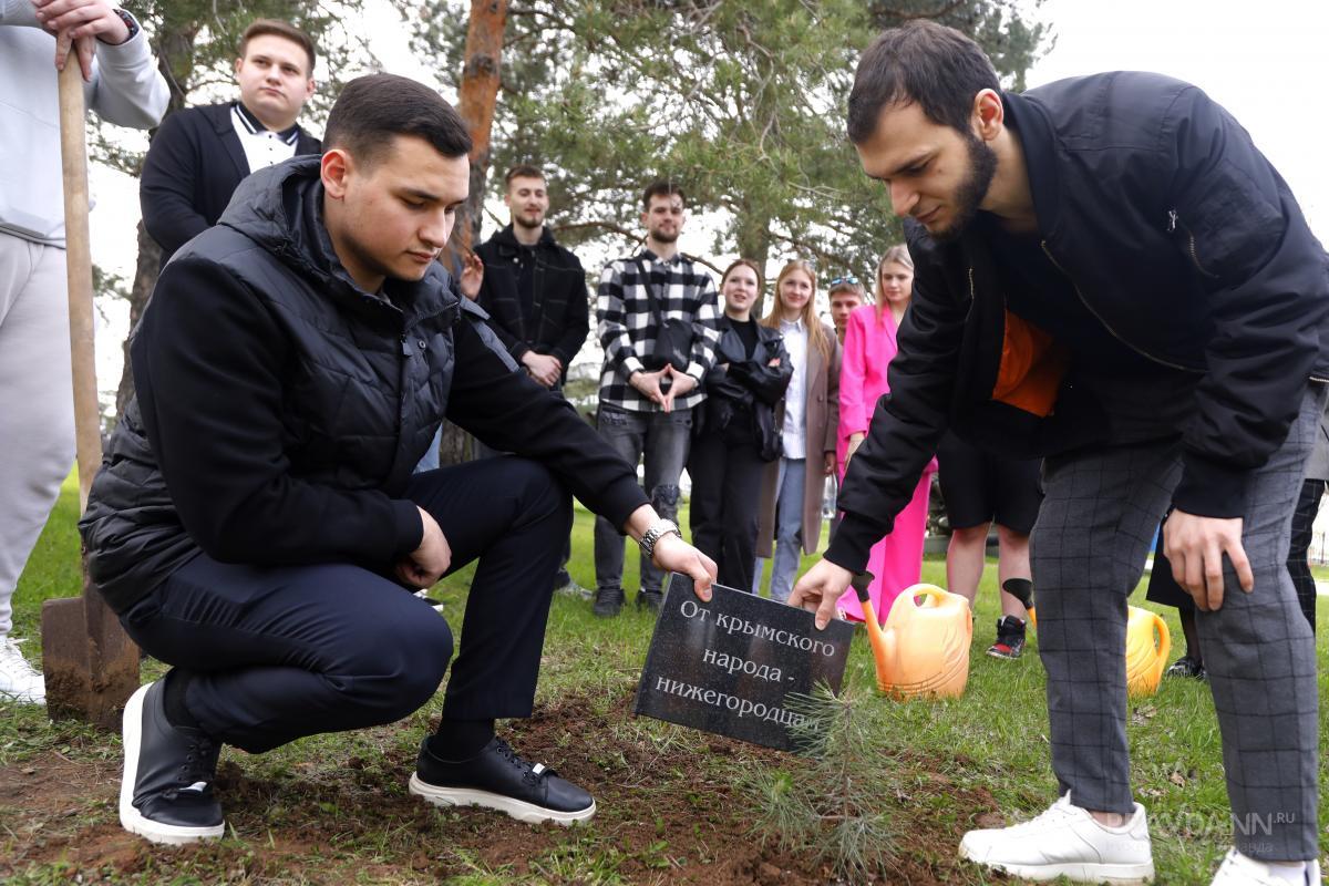 Подаренный крымчанами саженец крымской сосны посадили в парке Победы