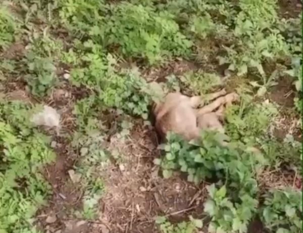 Четырех истощенных собак выбросила из окна жительница Дзержинска