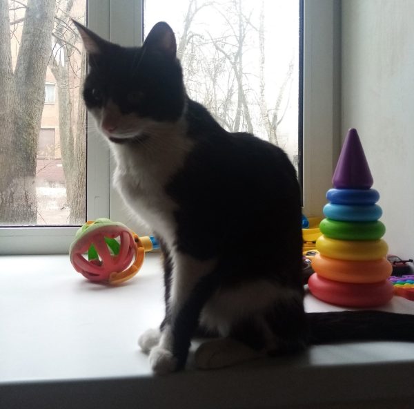 Нижегородка нашла кота через 30 дней после его исчезновения