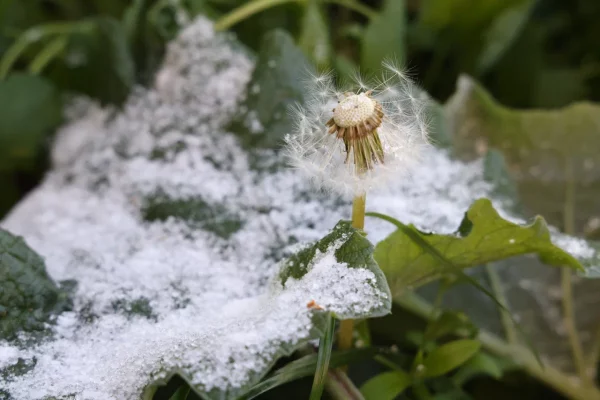 Майские заморозки вновь прогнозируют синоптики в Нижнем Новгороде