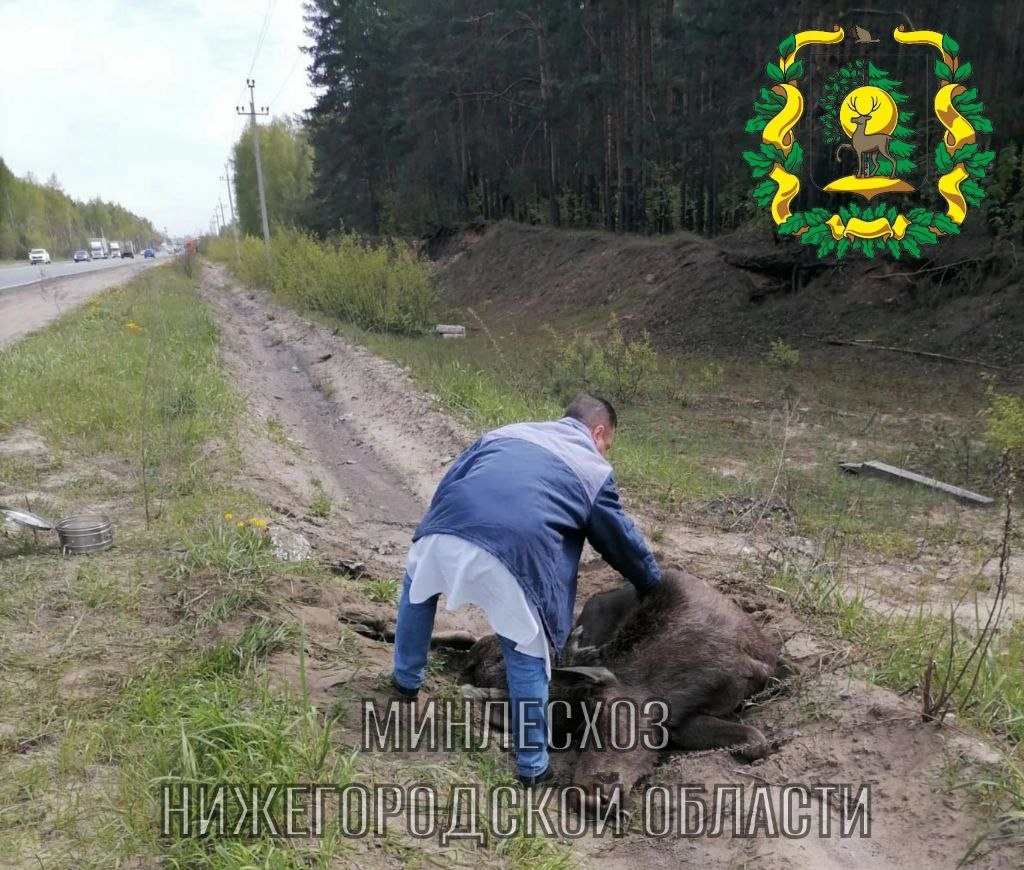 Лось погиб после ДТП на улице Федосеенко в Нижнем Новгороде | 16.05.2024 | Нижний  Новгород - БезФормата