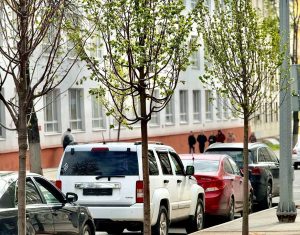 Более 16 тысяч деревьев и кустарников высадят в Нижнем Новгороде