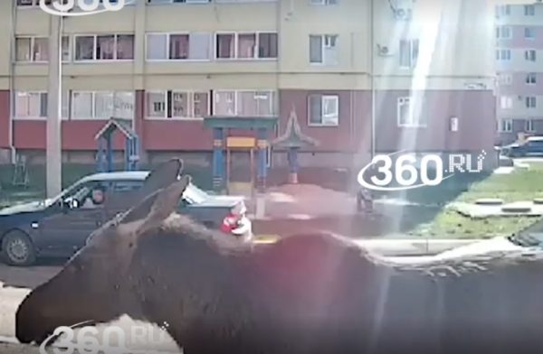 Лось сбил женщину во дворе жилого дома в Башкирии