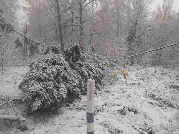 55 упавших деревьев ликвидировали в Нижегородской области после снегопада