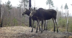 Лосиные нежности попали в фотоловушку в Керженском заповеднике
