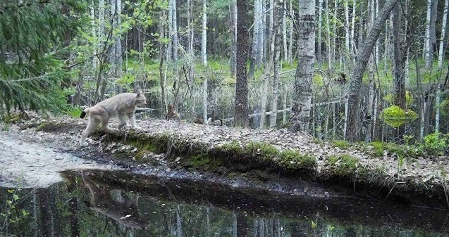 Прогулка рыси попала в фотоловушку Керженского заповедника