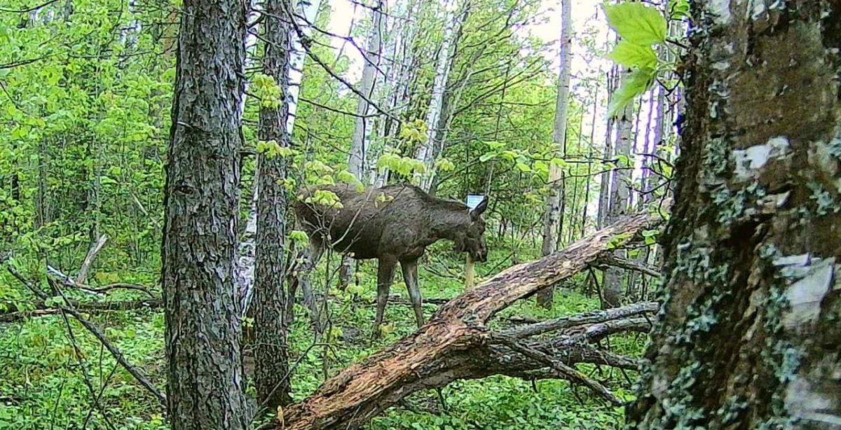 Фотоловушка «поймала» лося и косулю в охотугодьях в Перевозском районе