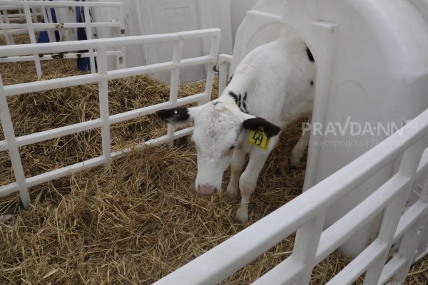 Несуществующую площадку по переработке молока выявили в Дивеевском округе