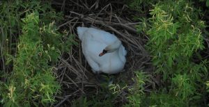Пять птенцов появились на свет у лебедей-шипунов в Артемовских лугах