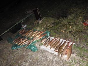 Еще два браконьера пойдут под суд за ловлю стерляди в Павловском округе