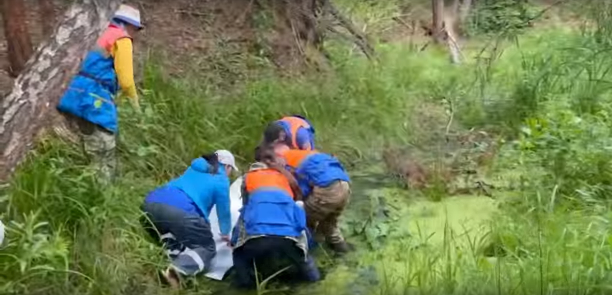 Волонтеры-кинологи спасли застрявшего в болоте нижегородца