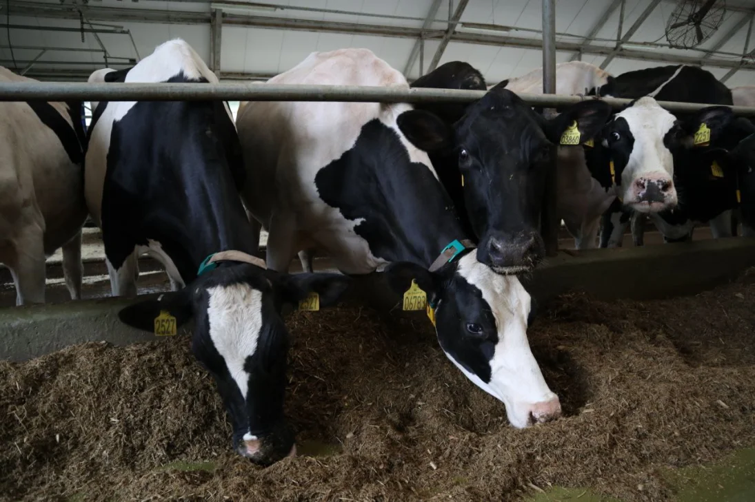 Нижегородский Минсельхоз и Приволжский медуниверситет реализуют совместный проект по геномной селекции крупного рогатого скота