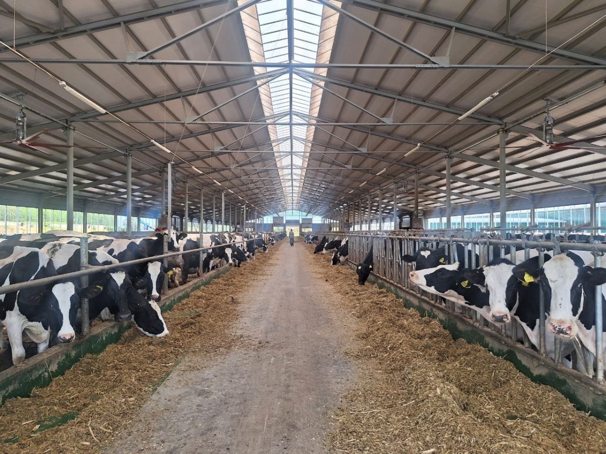 Молочная ферма на 1040 голов открылась в Бутурлинском округе