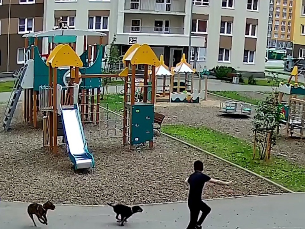 Полиция заинтересовалась женщиной, выгуливающей собак на детской площадке