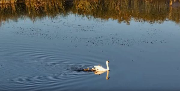 Фильм о нижегородских заповедниках попал в шорт-лист фестиваля «Земля открытий»