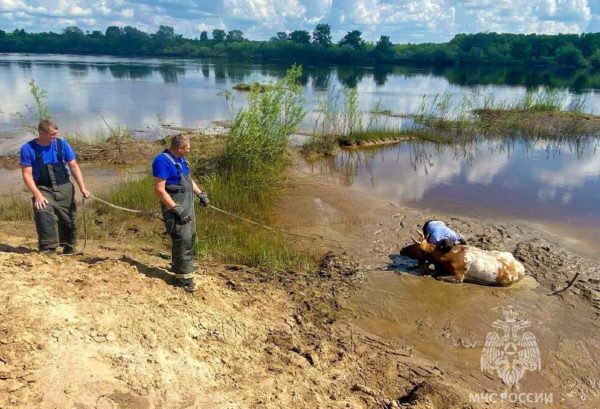 Сотрудники МЧС спасли корову из трясины в Воскресенском районе