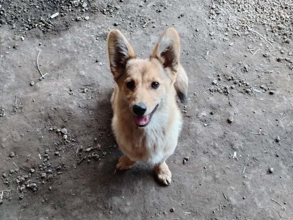 Нижегородец жестоко убил собаку породы корги в Перевозском районе