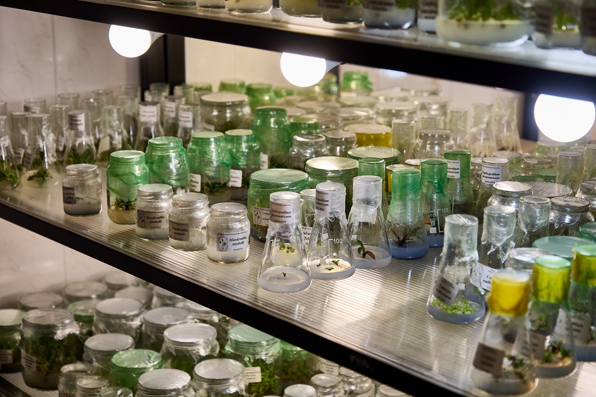 Сотрудники Ботанического сада организовали сбор семенного материала и выращивание партии ростков орхидеи в лаборатории микроклонального размножения растений