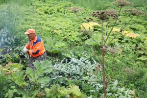 В Нижегородской области появится закон о растениях-иноагентах