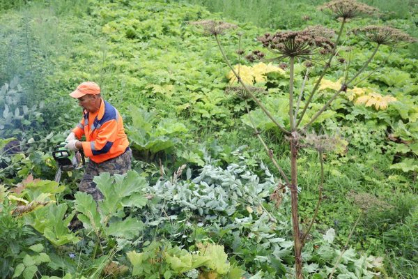 12 нижегородцев получили ожоги от борщевика с начала лета