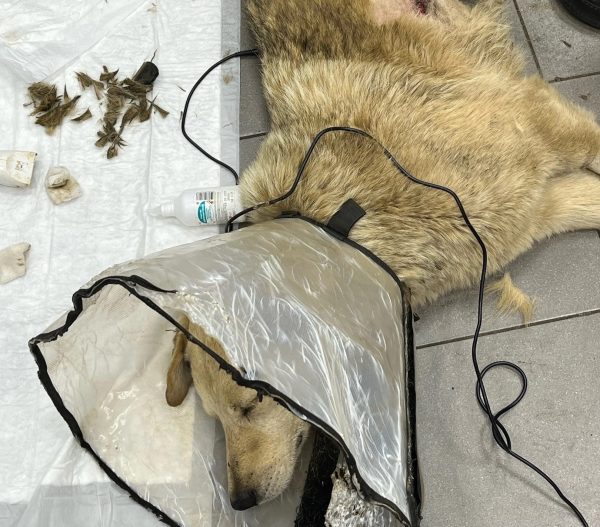 Волонтеры спасают собаку с пулевым ранением в Нижнем Новгороде