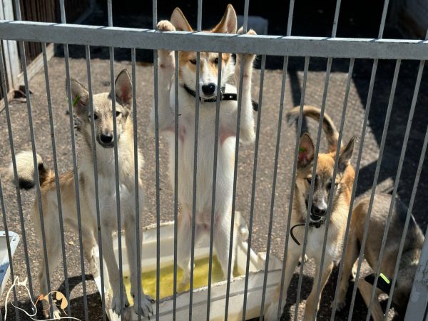 Приют для животных в Нижнем Новгороде остался без воды из-за аварии