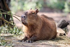 День капибары отмечают в России