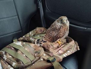Нижегородцы помогли птенцу Пустельги найти своих родителей
