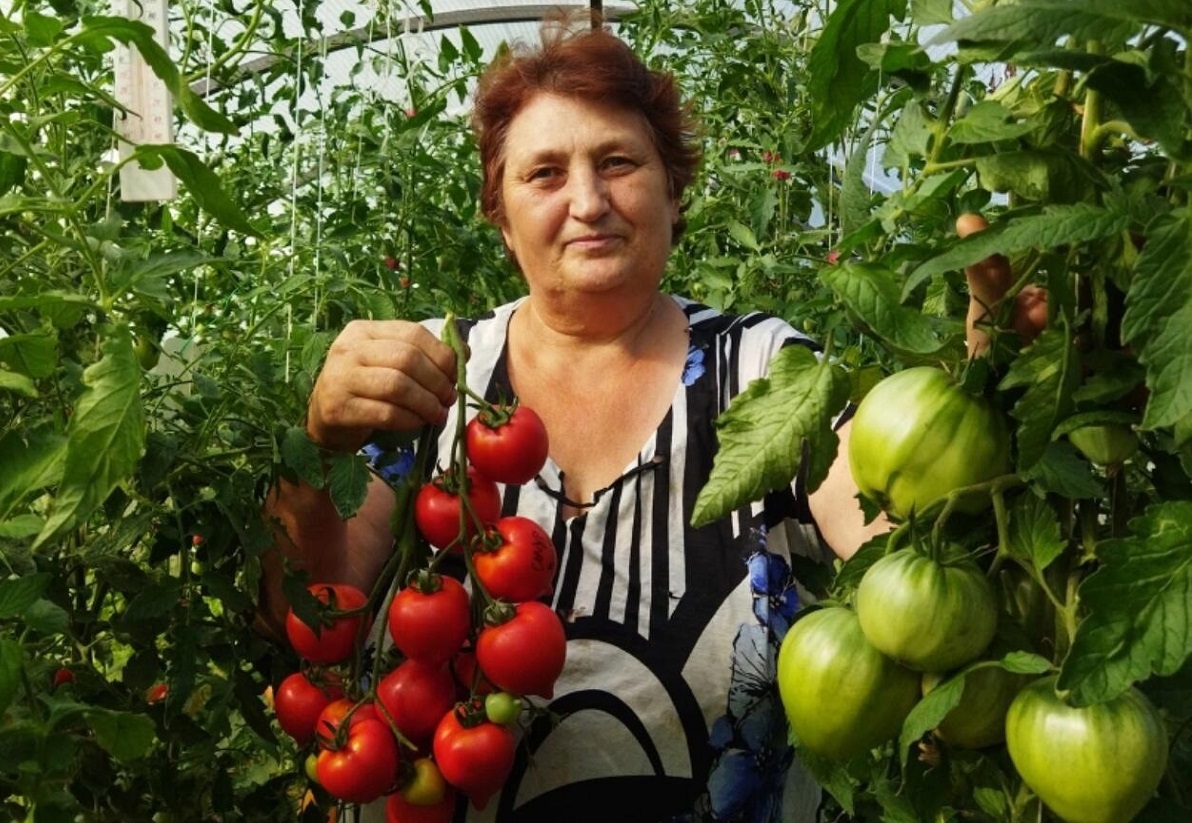 Жительница Починок рассказала, как правильно выращивать помидоры