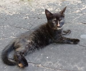 Коробку с тремя котятами подкинули в психоневрологический интернат на&nbsp;Бору