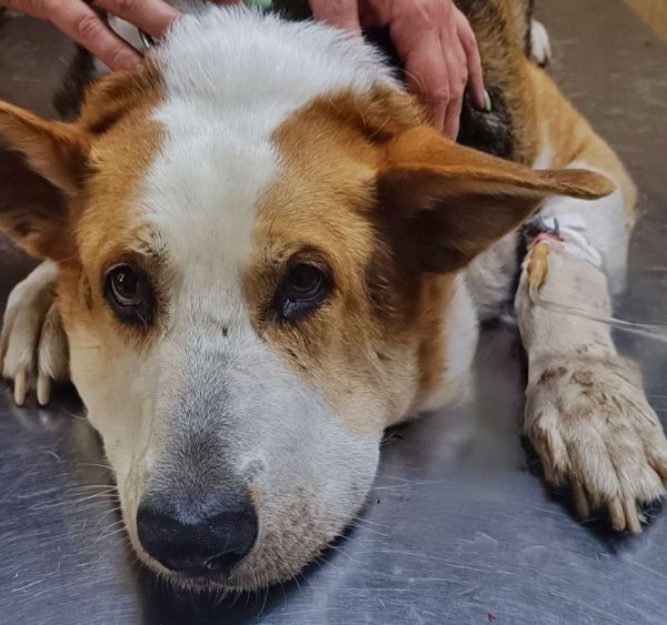 Ветеринары спасли собаку после укуса гадюки в Богородском районе