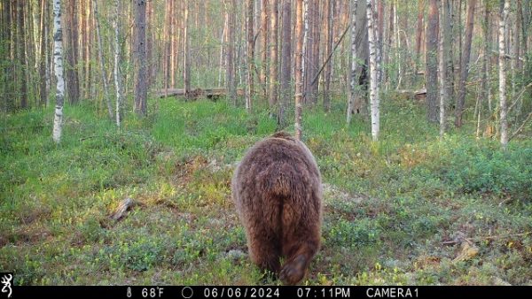 Бурый медведь показал неприличные места сотрудникам Керженского заповедника