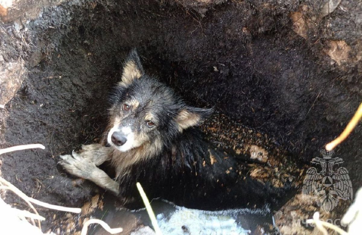 Собаку спасли из люка с водой на Бору