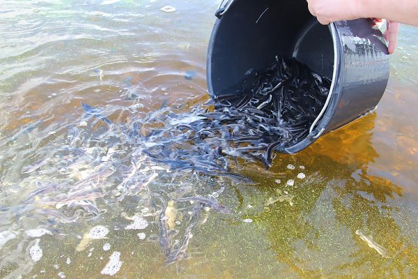 Стала известна экологическая программа фестиваля «Рок Чистой воды-2024»