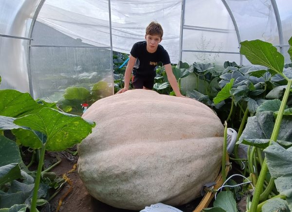 Пошел на рекорд: нижегородский школьник выращивает тыкву весом 750 кг 