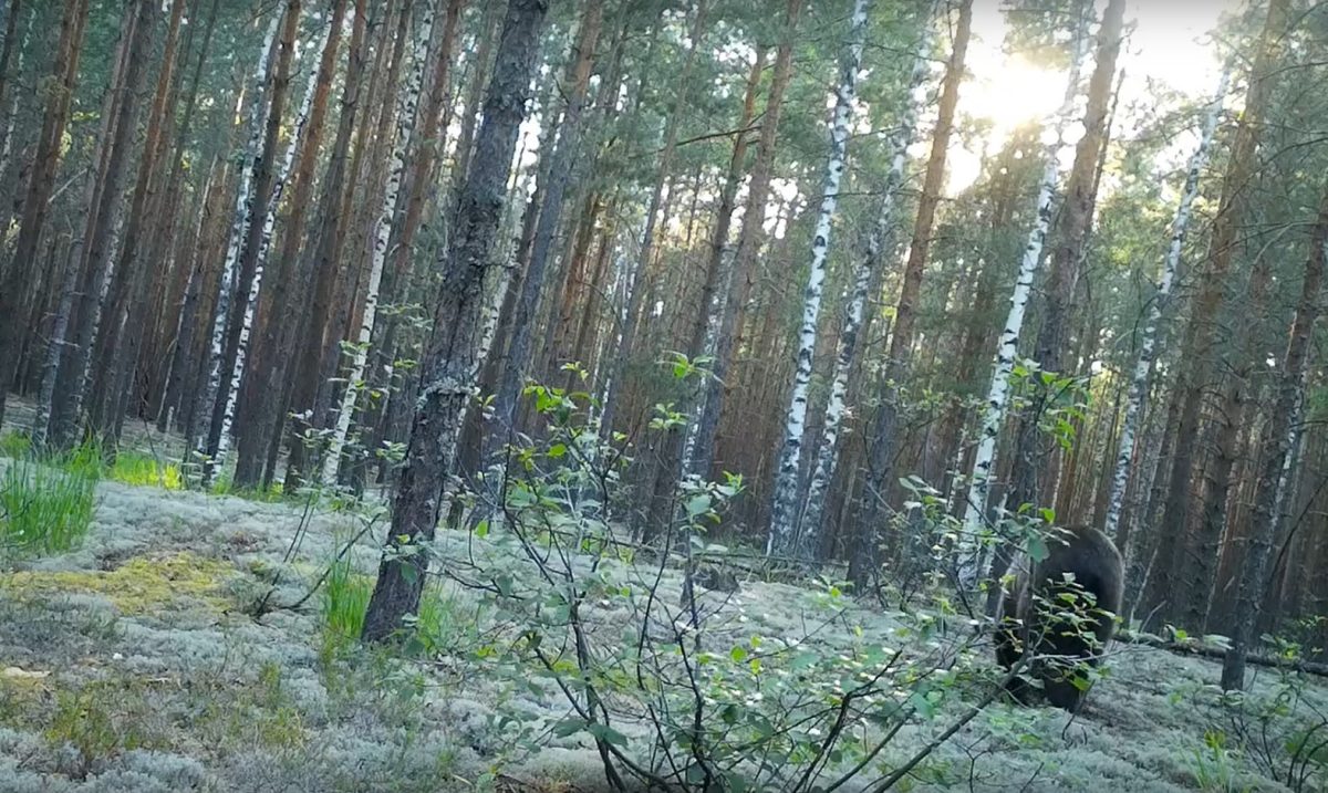 Медведь помог настроить фотоловушку в Керженском заповеднике