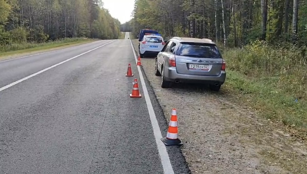 Водитель иномарки сбил лося и получил травмы в Краснобаковском округе