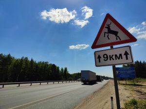 Нижегородский Минлесхоз предупреждает водителей о повышенной опасности на дорогах во время брачного периода у&nbsp;лосей
